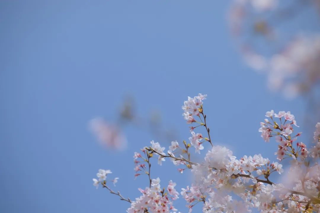 浙大樱雨许你浪漫春光每一张都可以做壁纸更有约拍名额相送