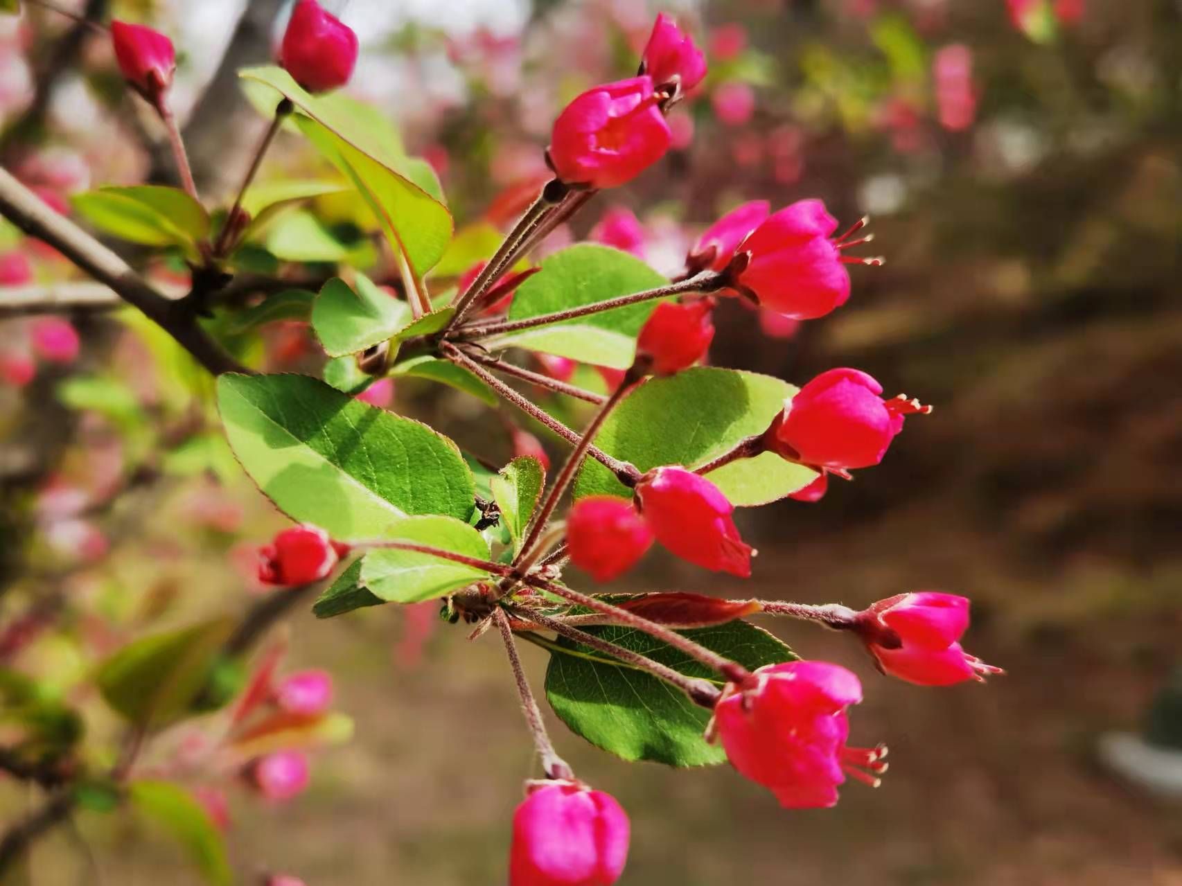 西平海棠半开时节最妖娆