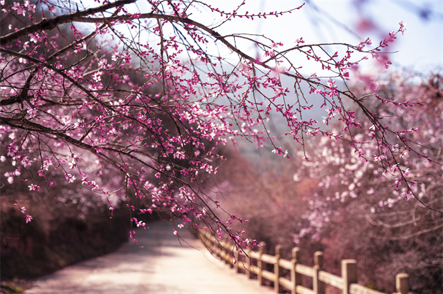 桃花开了在平凉遇见最撩人的春天