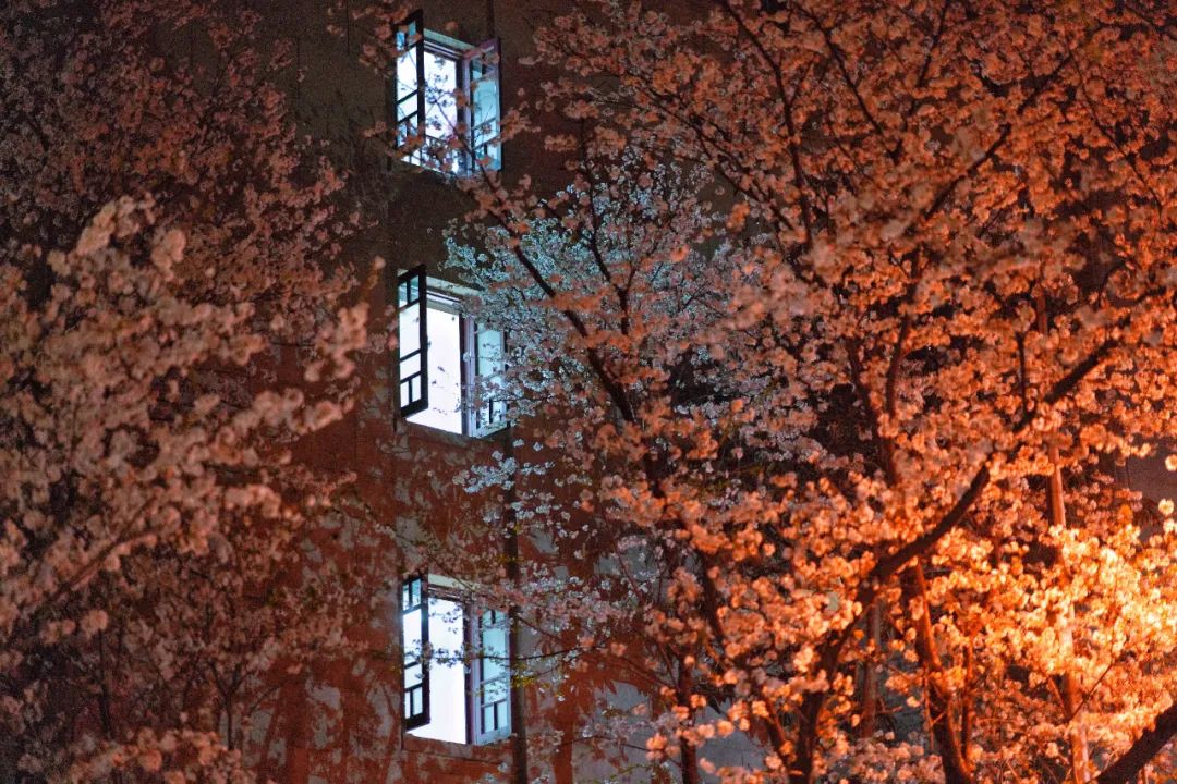没有人能拒绝一场武大夜樱的绽放
