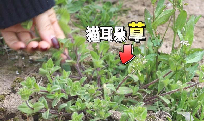 卧藤藤,学名繁缕;猫耳朵草,学名粘毛卷耳.除了食用外,两者均有药用价