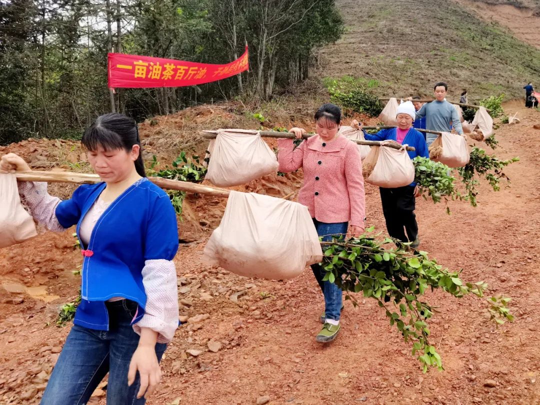 同乐乡组织妇女开展种植优质油茶活动.