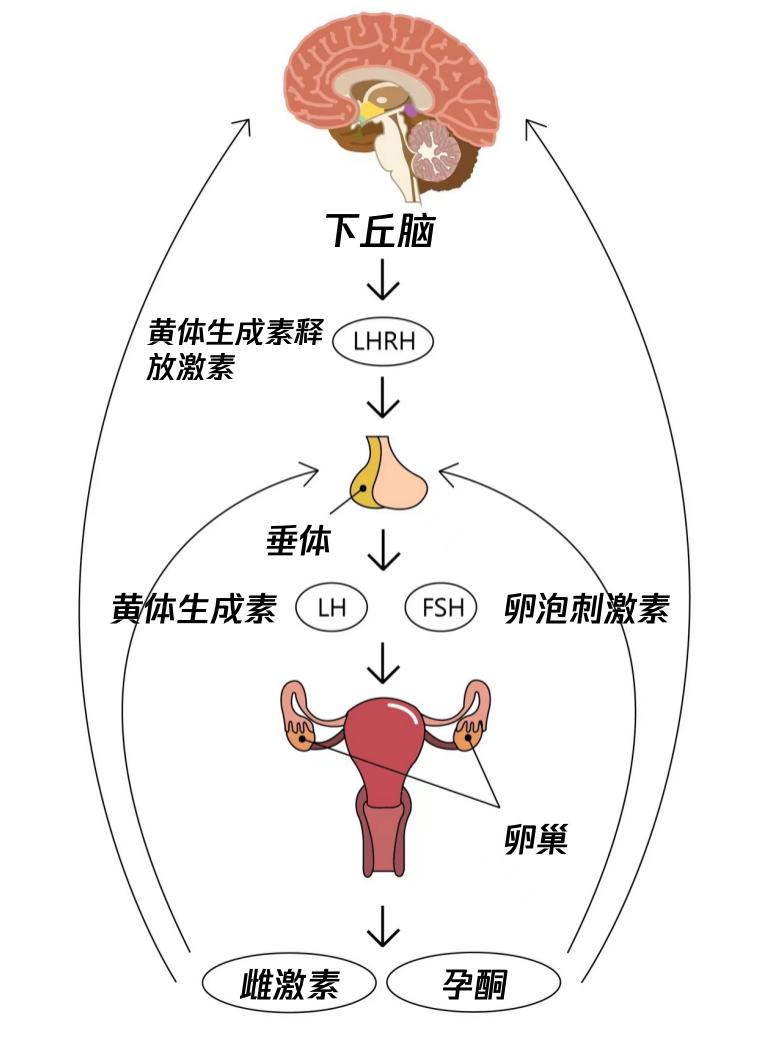 下丘脑垂体卵巢轴图片