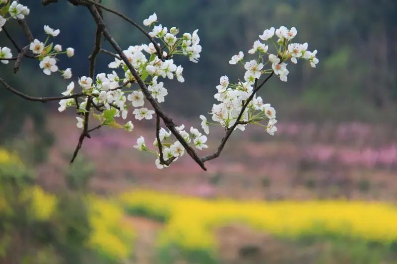 白马关桃花图片