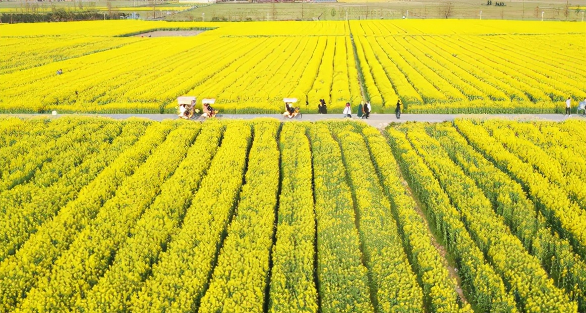 桐浦油菜花进入最佳观赏期