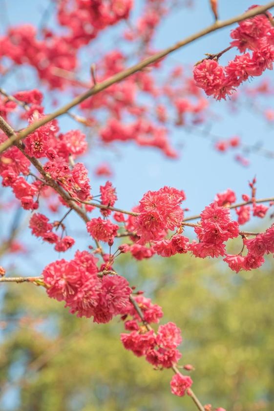 下班时间丨桃红樱粉 牡丹国色 hi!欢迎来到花花世界