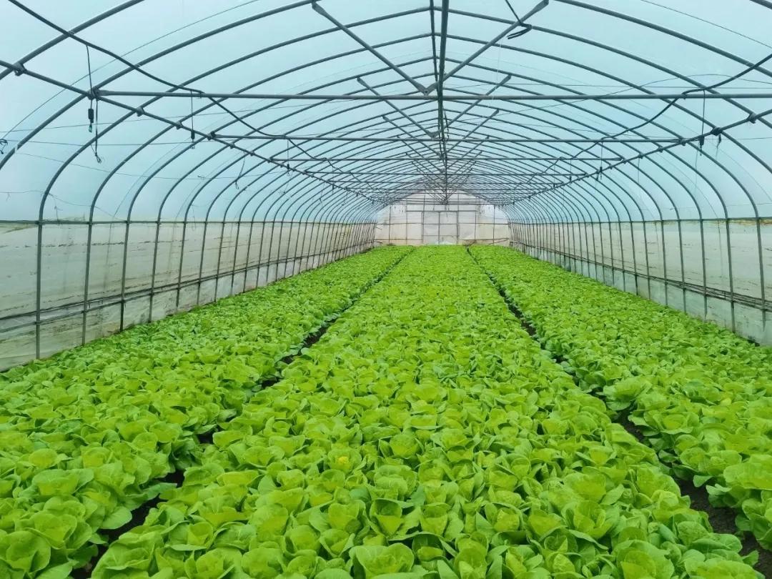 蔬菜不用囤全区23万亩在田蔬菜稳定供应
