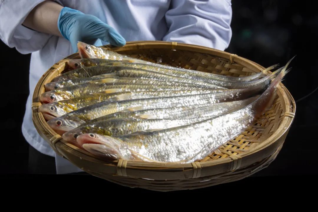 鲜美海安桃花流水鮆鱼肥春馔妙物是刀鱼