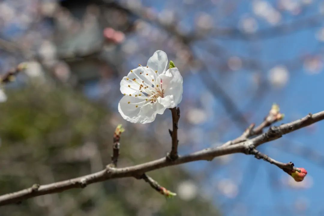 春分校园樱花皆恰好不负春光不负卿