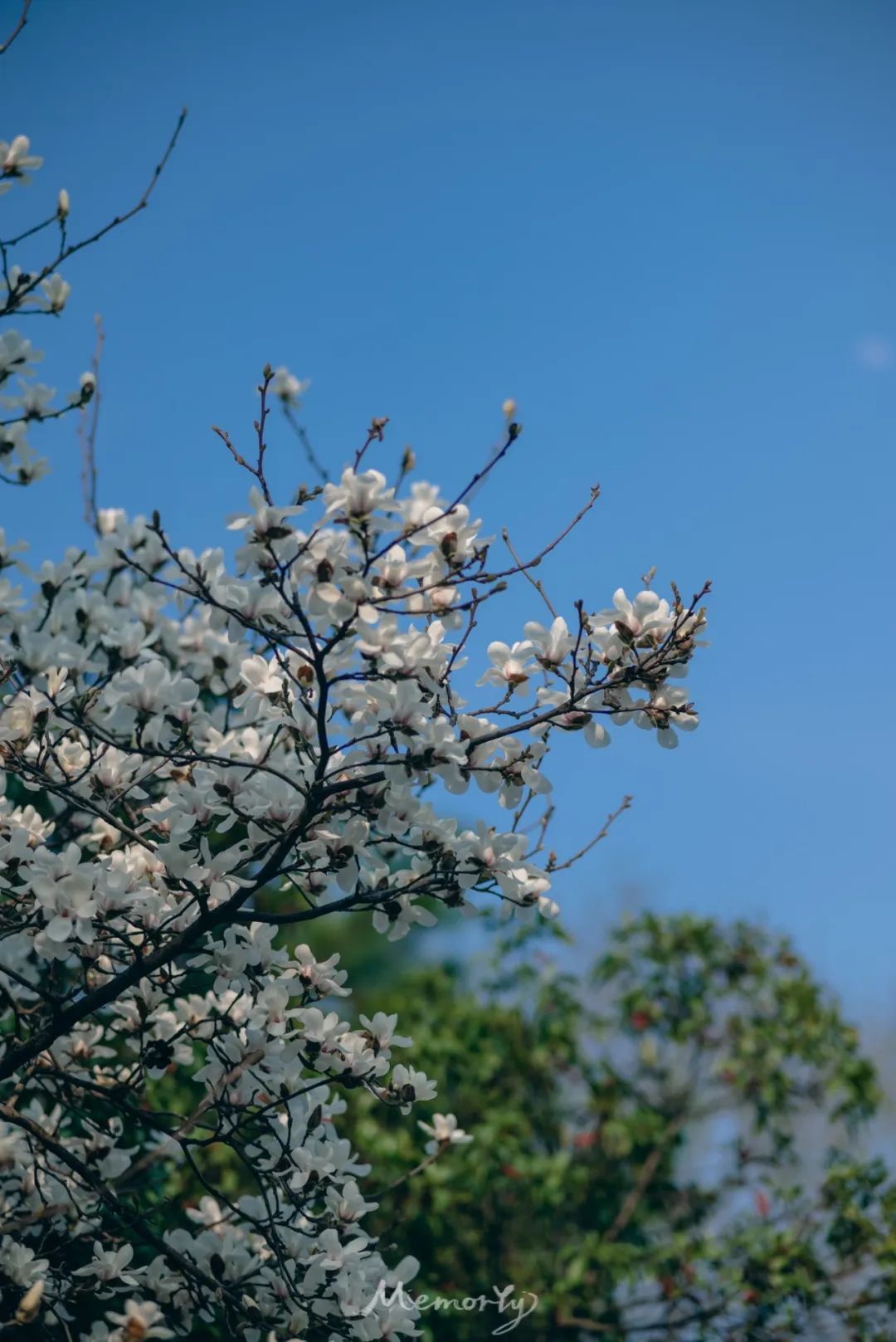 春分校园樱花皆恰好不负春光不负卿