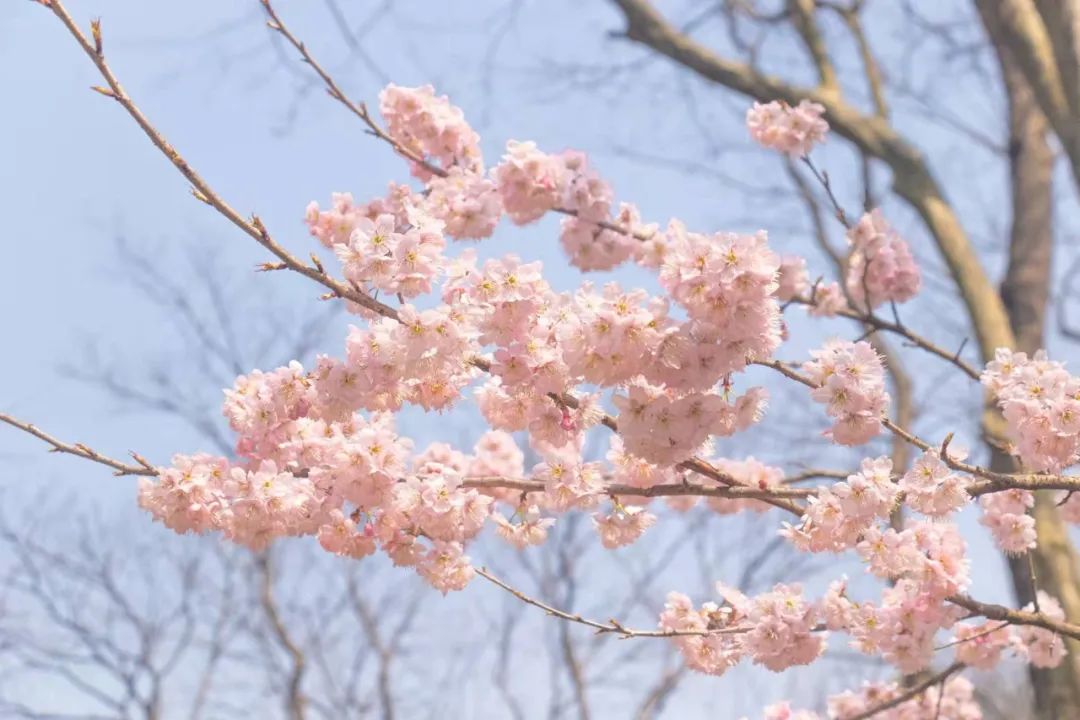 春分校园樱花皆恰好不负春光不负卿