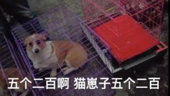 800元的柴犬、500元的布偶猫，我来到了宠物们的“人间炼狱”