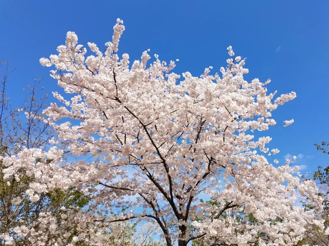 公園特色植物區丨14000餘株110餘種雲賞顧村公園的櫻花