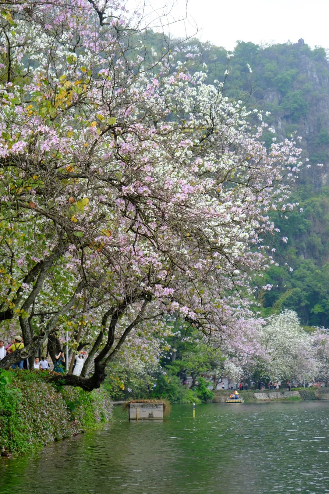 春光里的粉色幻境肇庆这条宫粉紫荆大道上线啦还有