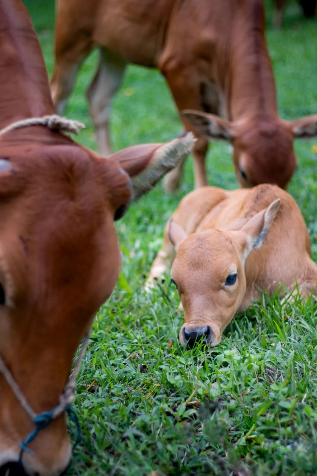 的牛群和这群"老朋友"相见兽医学院临床实习基地"放牛阿叔"林叔都会