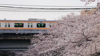 稱霸“櫻花界”的染井吉野，其實是克隆花？