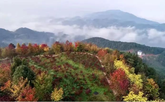 巴南彩色森林 重庆市林业局供图在武隆区的仙女山国家森林公园,旖旎