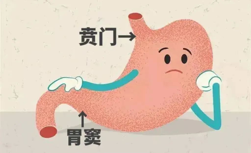 正常情况下,食物进入胃后,食管末端的括约肌会收缩,使得与胃贲门连接