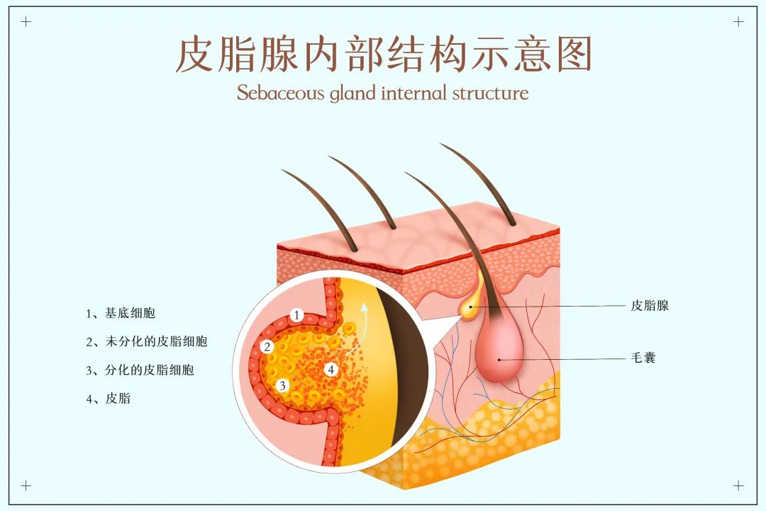 皮脂膜图片高清图片