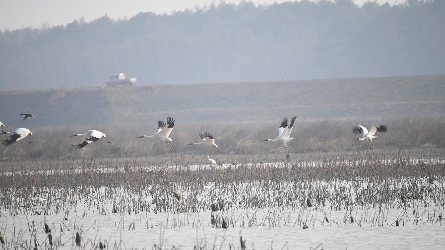 湖北赤壁东港湖记录越冬白鹤33只，幼鸟占18% | 邻里生物多样性保护（BCON）