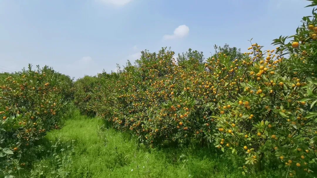 跟着广播看乡村柳城华侨农场马水桔采摘最后一波想吃要等明年春