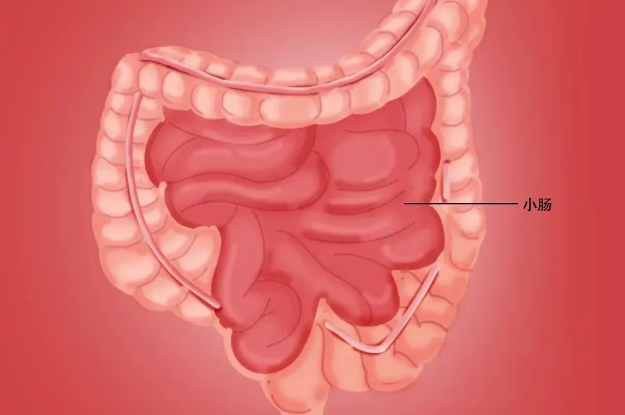 回肠属于小肠吗图片