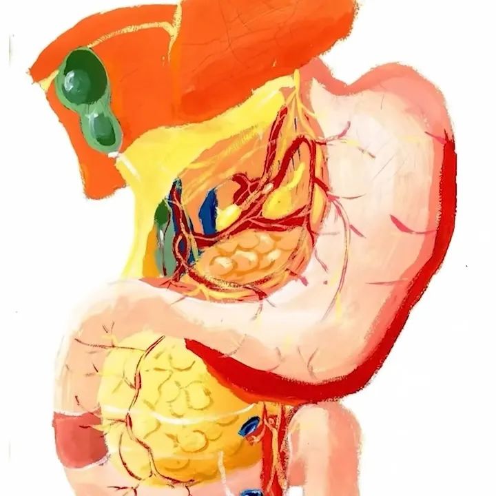 "灵魂画手",医学生手绘人体解剖图走红