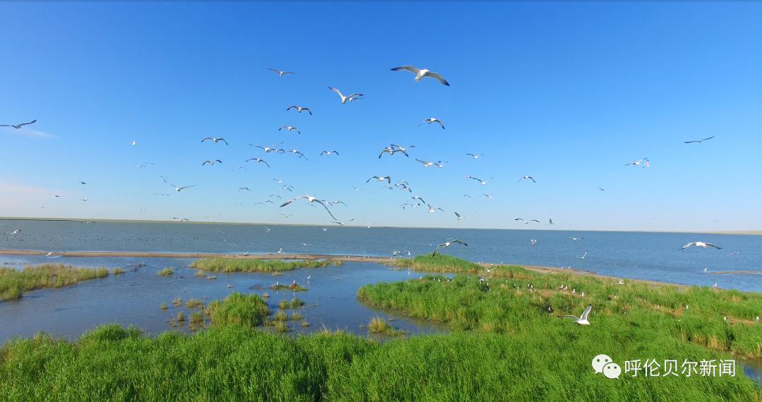 一湖碧水清萬千魚鳥樂呼倫湖流域生態環境持續向好