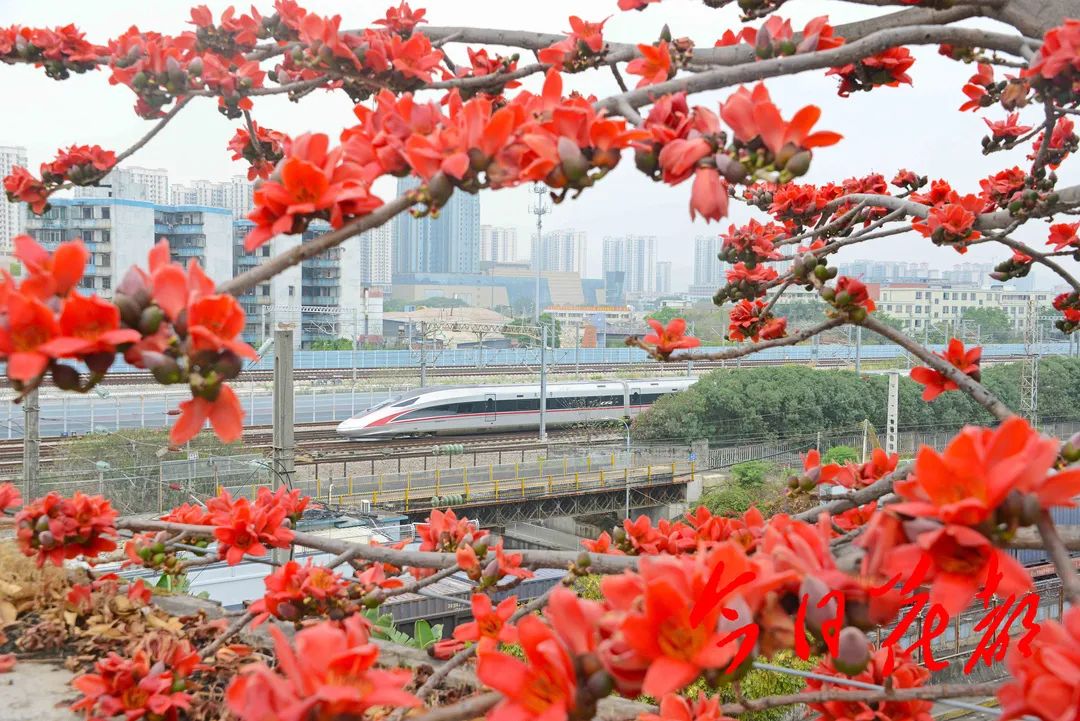 花都 看花 又是一年木棉红 满城尽开 英雄花