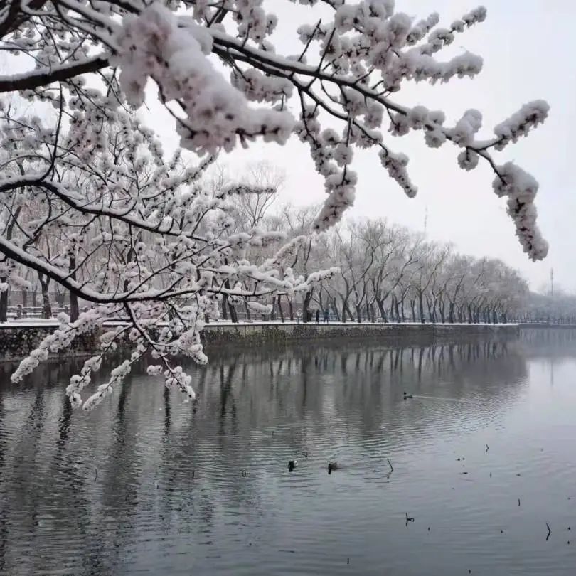 北京三月下雪图片