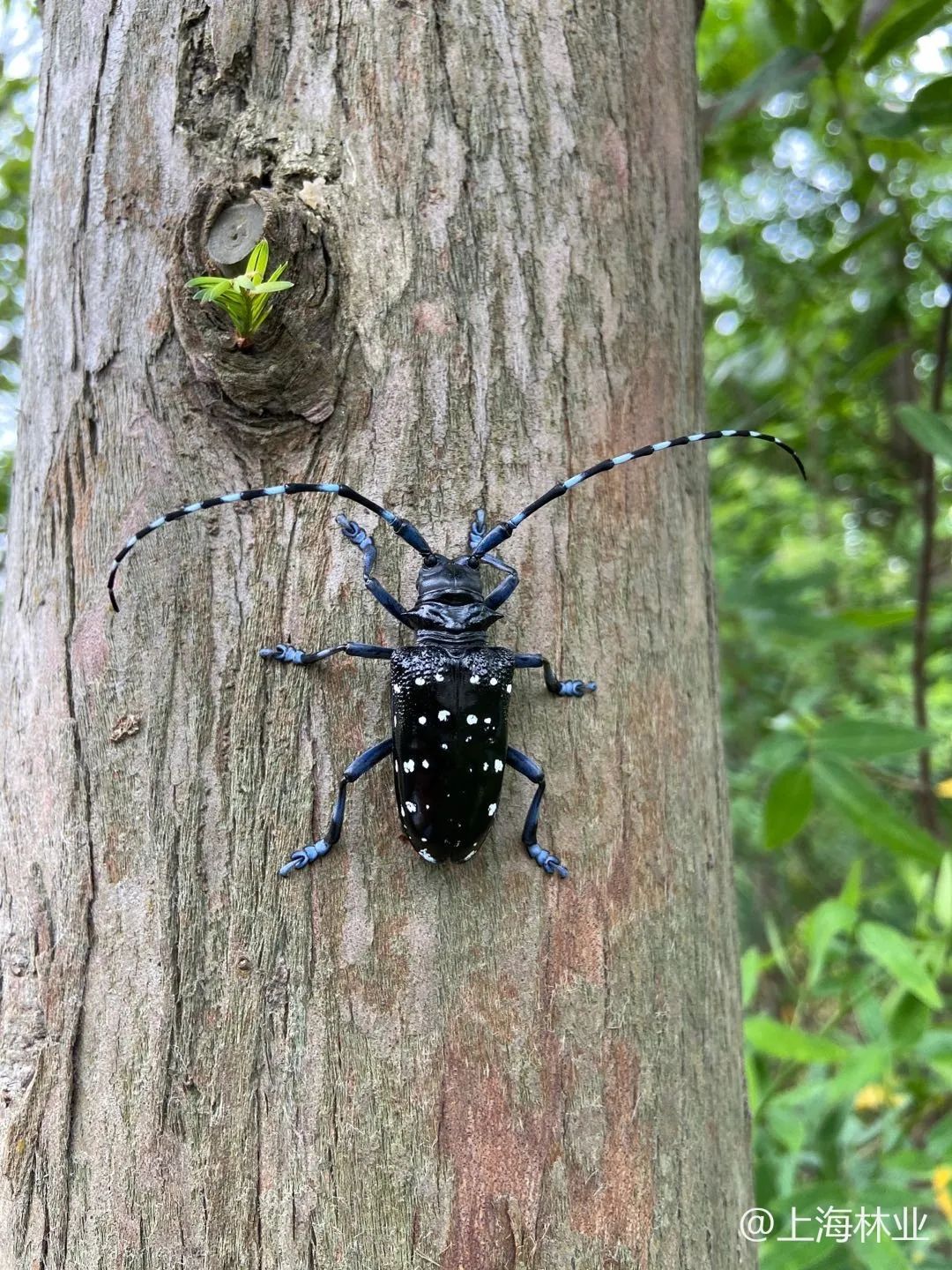 【自然有ta】猜猜我是谁——我是星天牛