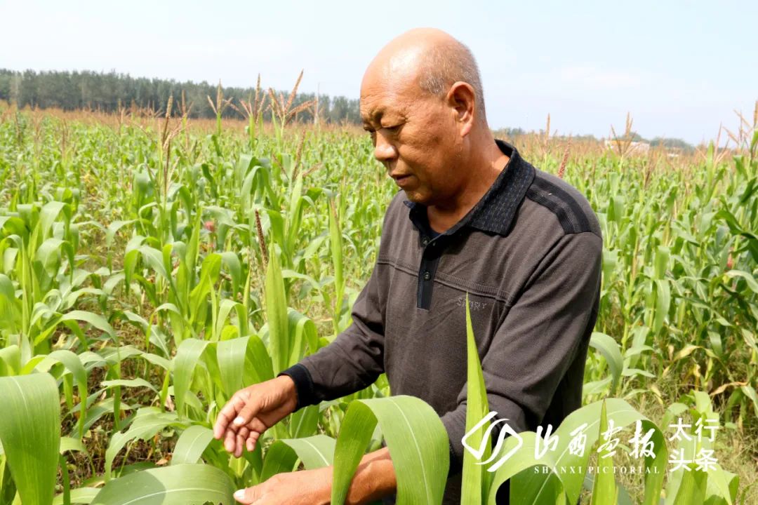 时代楷模 现代化农业的领头雁 山西泽州县金村镇霍秀农场田义成