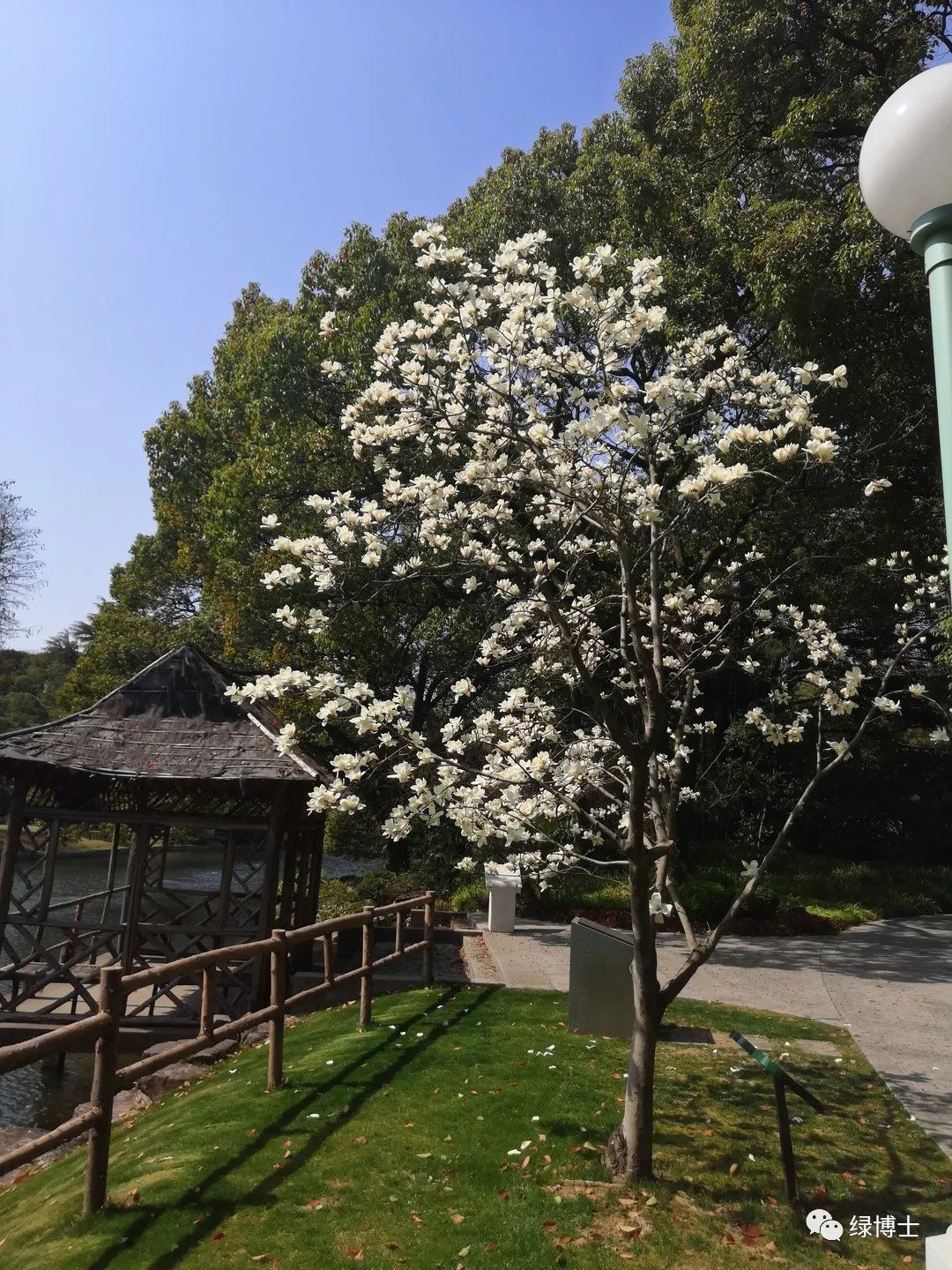 沪上古树白玉兰三位大佬正值盛花期云赏一波