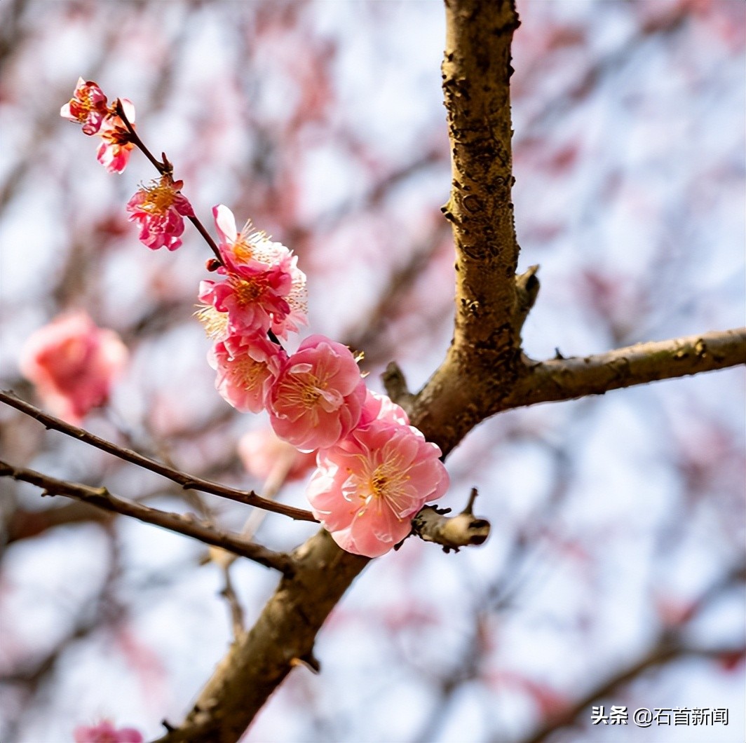 石首桃花季图片