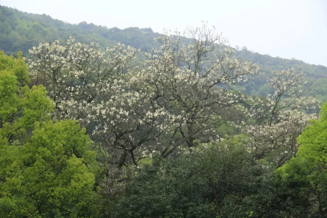 岳麓山植物图片及简介图片