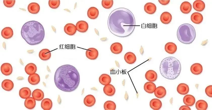 血细胞图片大全ppt图片