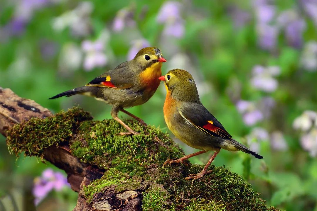 國家二級保護野生動物鳥思相嘴紅在廣東,它是一種常見的夏候鳥.