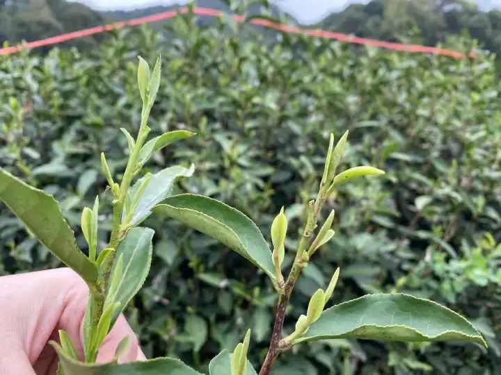 茶科普龍井43和嘉茗1號的愛情結晶會更香醇嗎