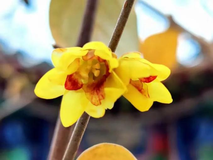 花团锦簇荣国府翘首以待梅好相遇