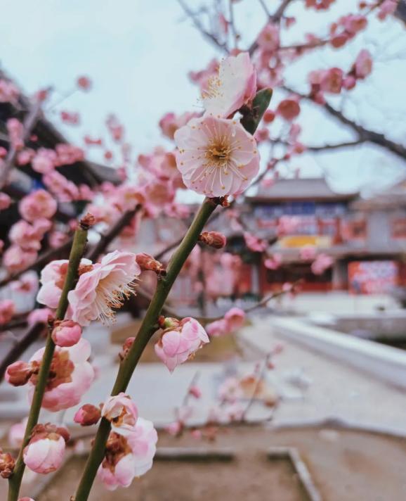 花团锦簇荣国府翘首以待梅好相遇