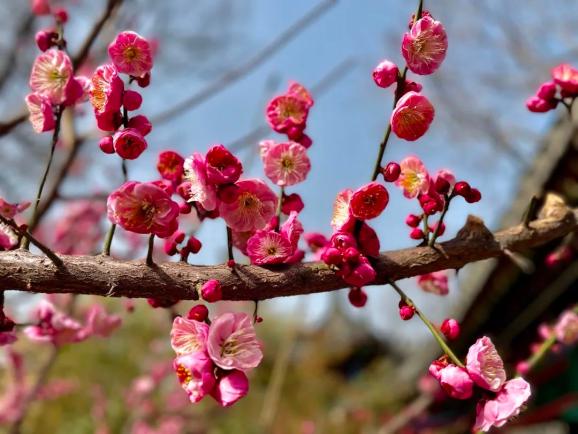 花团锦簇荣国府翘首以待梅好相遇