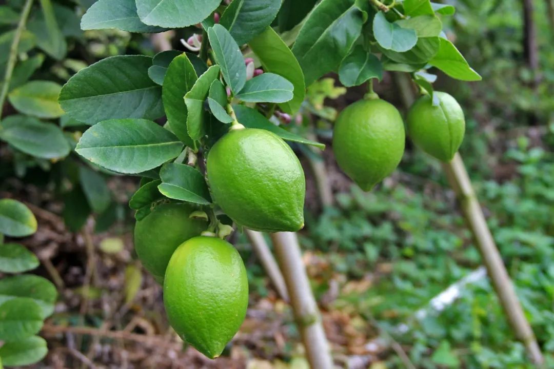 这家农业科技园位于大湾镇高第村,种植的品种皆为广东无籽香水柠檬.