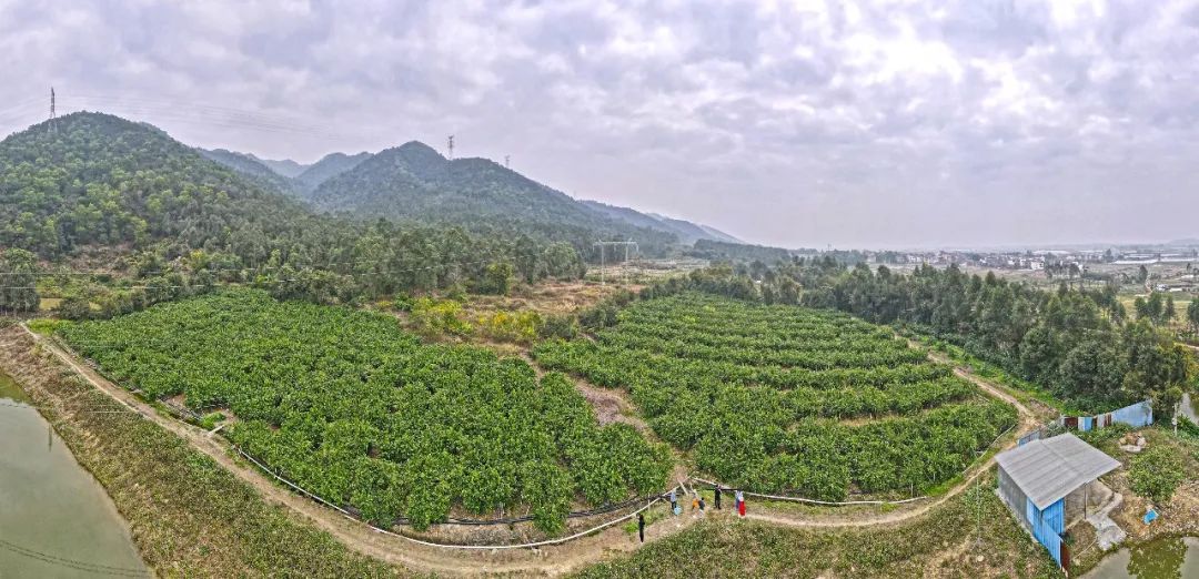 湛江香水柠檬基地图片