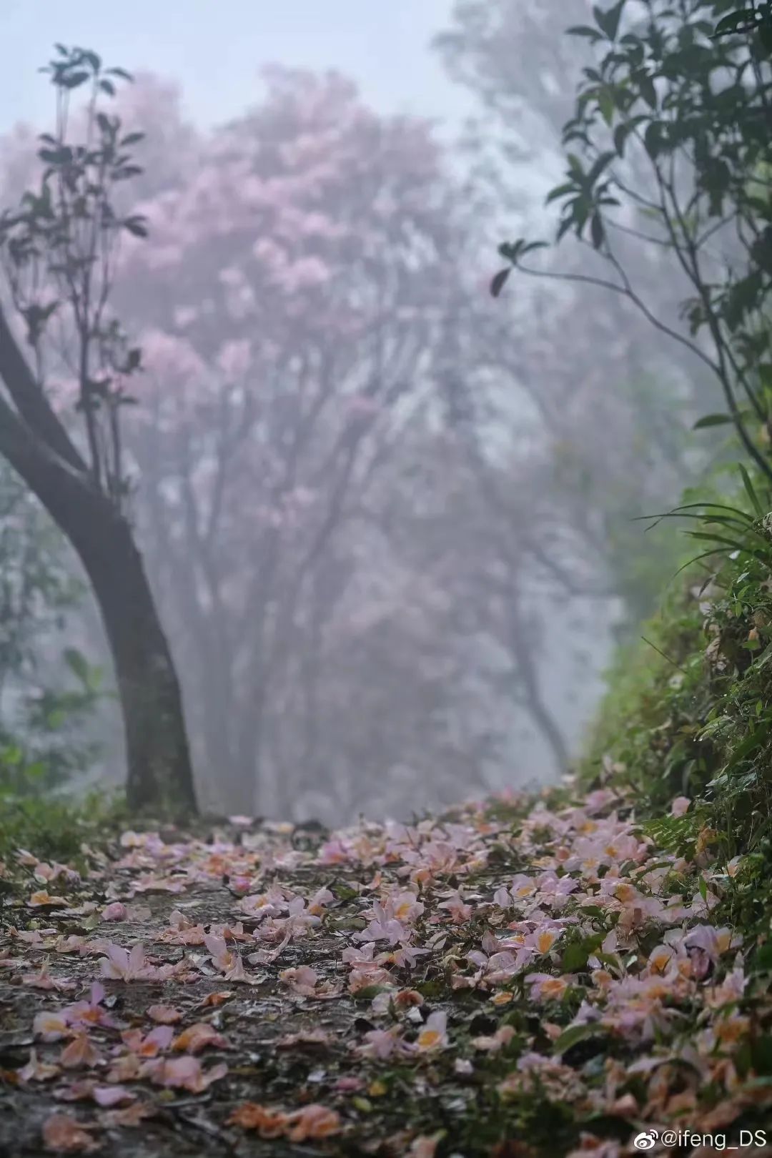 深圳的春天梧桐山的毛棉杜鹃静悄悄的开