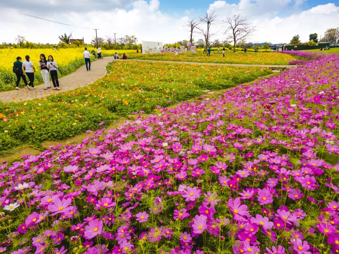 春日限定浪漫贤鲁岛花海上新大片油菜花金灿灿