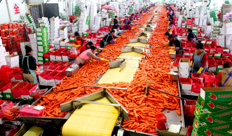 化龙镇裴岭村胡萝卜加工车间(摄影:刘忠)