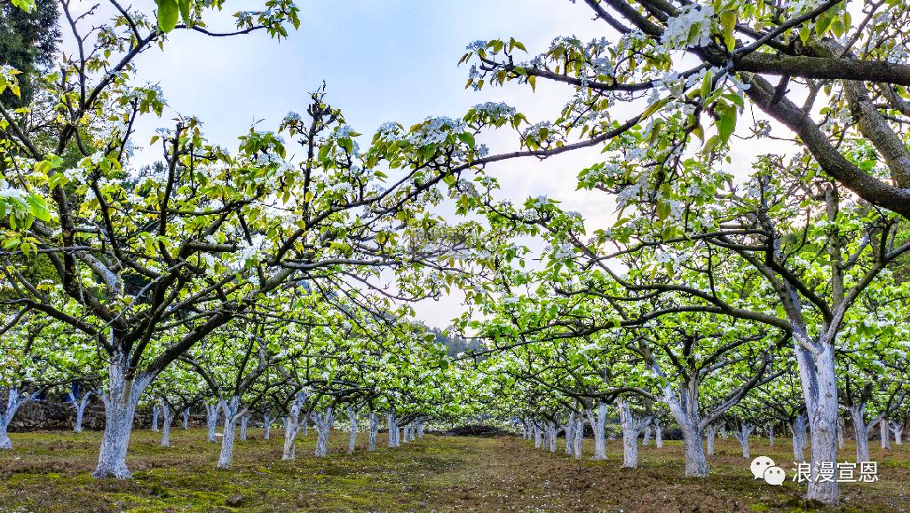 醉美梨花情相约在黄坪