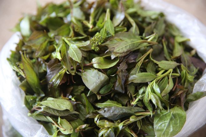 蕨菜所烹制的菜肴色泽红润,质地软嫩,清香味浓,而且富含氨基酸,多种