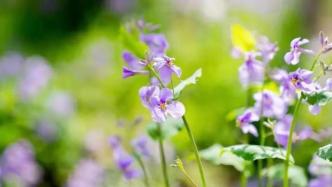 云赏花：跟着镜头一起享受东平国家森林公园的明媚春光