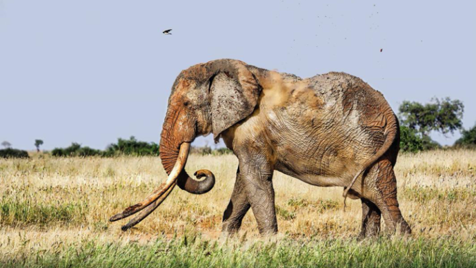 偷猎背后，非洲大象的“长牙基因”正在消失